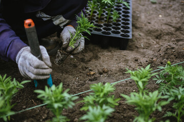 Male gardener plants flower seedlings, decorates a flower bed