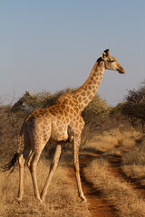 Obraz na płótnie Canvas Giraffe, Madikwe Game Reserve