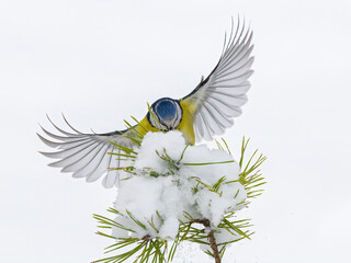 Blue tit landing on a pine branch