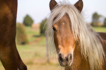 Head portrait of Shetland Pony mare horse