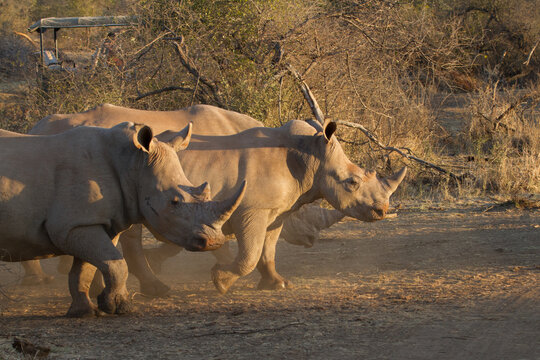 White Rhino, Madikwe Game Reserve