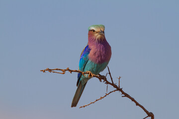 Lilac-Breasted Roller, Madikwe Game Reserve