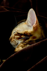 schlafende Bengalkatze