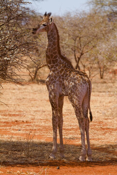 Giraffe, Madikwe Game Reserve