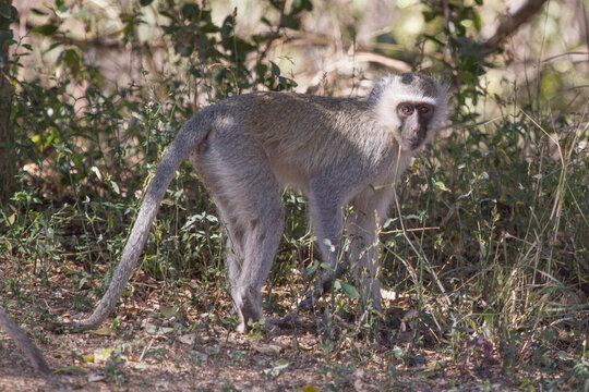 Vervet Monkey, Madikwe Game Reserve