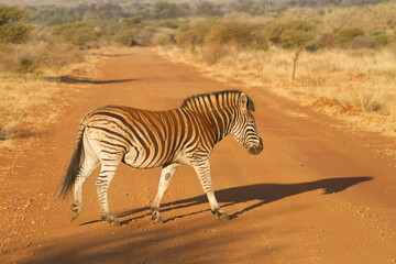 Fototapeta na wymiar Zebra crossing a runway, Madikwe Game Reserve