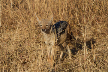 Black-Backed Jackal, Madikwe Game Reserve