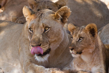 Lioness and Cub, Madikwe Game Reserve