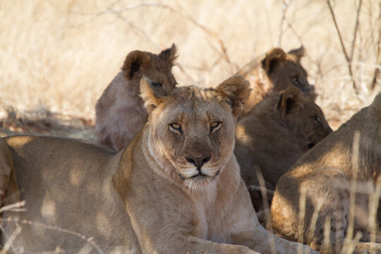 Lions, Madikwe Game Reserve