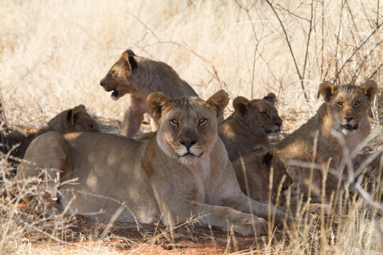 Lions, Madikwe Game Reserve