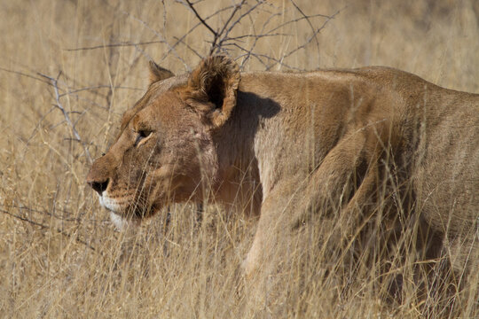 Lioness, Madikwe Game Reserve