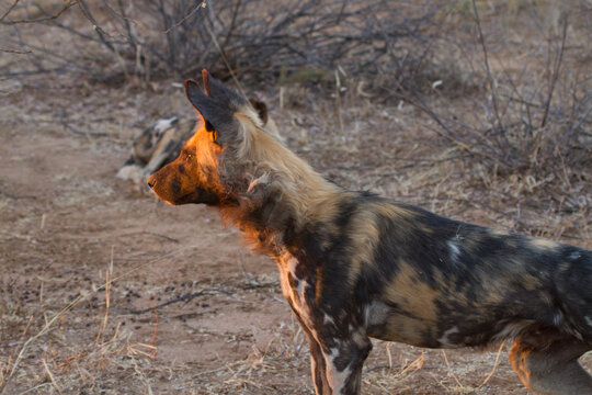 Wild Dog in low sun, Madikwe Game Reserve