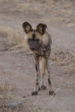 Wild Dog, Madikwe Game Reserve