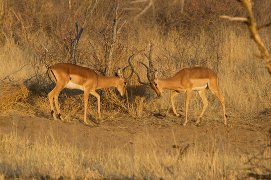 Impala,  Madikwe Game Reserve