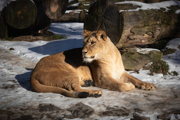 Naklejka na ściany i meble Lioness Lying Down on Snow in Zoo. Female Panthera Leo in Outside Winter Zoological Garden.