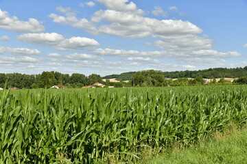 Champs de maïs sous un ciel parsemé de cumulus de beau temps aux environs du bourg de Vendoire au Périgord Vert 