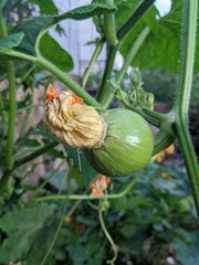 pumpkin growing in the garden