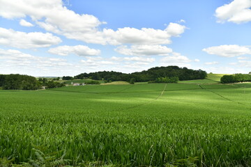 Vaste zone de plantation de maïs sous l'ombre des nuages près du bourg de Vendoire au Périgord...