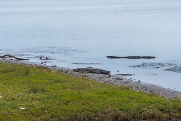 Cocodrilo de pantano tomando el sol en la Laguna del Carpintero en Tampico, Tamaulipas, México.