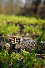 Two little mushrooms growing out of tree branch among green grass in spring forest. Nature, flora and fungi. Vertical shot