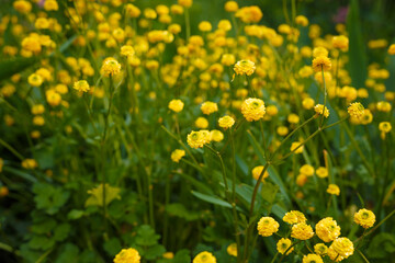 Fototapeta premium Beautiful Double Meadow Buttercup with bright yellow golden flowers on spring flowerbed