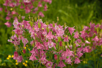 Fototapeta premium Beautiful pink phloxes, tender spring plants in flowerbed. Buds and flowers among green foliage. Summer garden, park flora