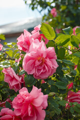 Tea rose bush with big beautiful pink flowers in spring garden, blooming flowerbed