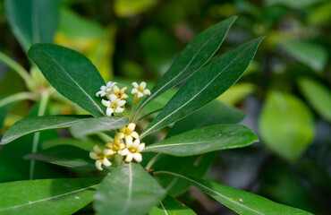 Pittosporum tobira, white-yellow flowers on a background of green leaves