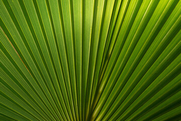 Obraz premium The play of light and shadows, the texture of straight lines near the green palm leaf