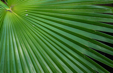 Obraz premium The play of light and shadows, the texture of straight lines near the green palm leaf