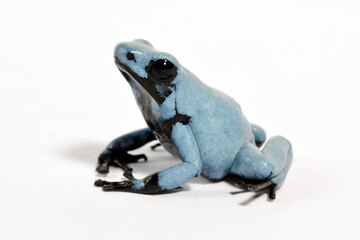 Blauer Klecksbaumsteiger // Blue Splash-Backed Poison Frog (Adelphobates galactonotus)