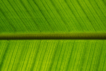The play of light and shadows, the texture of straight lines near the green leaf of a banana palm