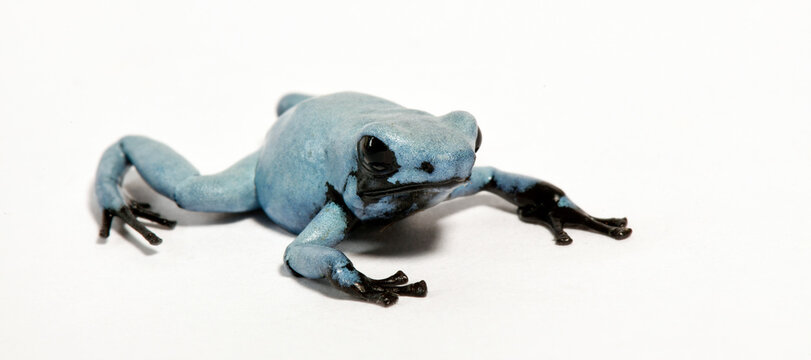 Blauer Klecksbaumsteiger // Blue Splash-Backed Poison Frog (Adelphobates galactonotus)