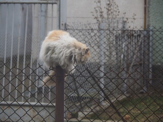 Funny furry rogue cat with its back turned