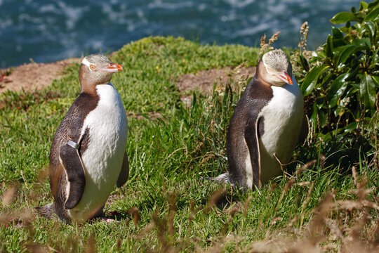 A pair of yellow-eyed penguins at the coust of New Zealands South Island enjoying the summer sun