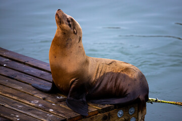 Fototapeta premium beautiful large california sea lion (Zalophus californianus) rests at the famous Pier 39 in San Francisco, California, USA.