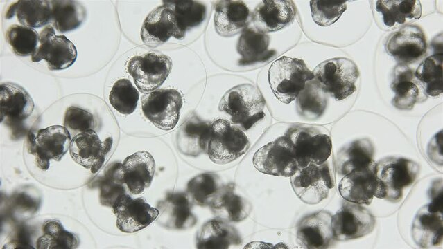 Movement of larvae of the veliger Opisthobranchia in laid eggs under a microscope, class Gastropoda. The specimen was found in the Barents Sea.