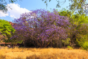 Fototapeta premium Beautiful purple flowers on the tree. Waterberg Plateau National Park, Kalahari, Otjiwarongo, Namibia, Africa.