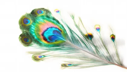 Fotobehang peacock feather closeup isolated on white background © MAJGraphics