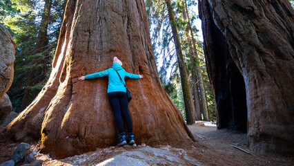 Girl in a blue jacket hugs huge sequoia tree. Connectedness to nature. Sequoia National Park in the...