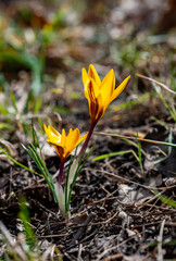 Yellow crocus blooms in spring in the garden