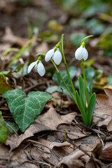 Galanthus elwesii (Elwes's, greater snowdrop) in the wild. Red Book Ukraine