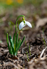 Galanthus elwesii (Elwes's, greater snowdrop) in the wild. Red Book Ukraine