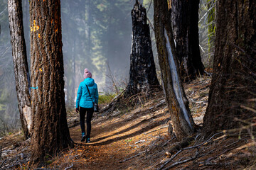 Girl in a blue jacket walks enjoys a hike and admires mighty tall sequoia trees in Sequoia National...