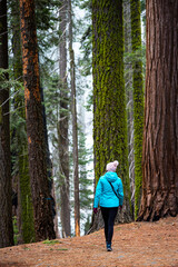 Girl in a blue jacket walks enjoys a hike and admires mighty tall sequoia trees in Sequoia National Park, Sierra Nevada, California, USA. Winter in Sequoia National Park