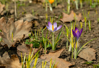 Garden crocuses bloom in spring in the botanical garden, Odessa
