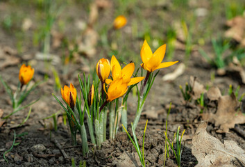 Garden crocuses bloom in spring in the botanical garden, Odessa