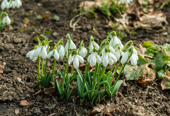 Galanthus elwesii (Elwes's, greater snowdrop) in the wild. Red Book Ukraine