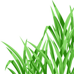 Fototapeta na wymiar Background with green grass. Beautiful decorative summer lawn.