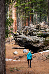A girl in a blue jacket walks toward the massive, large, huge fallen trunk with roots of a sequoia tree in Sequoia National Park, California, USA
